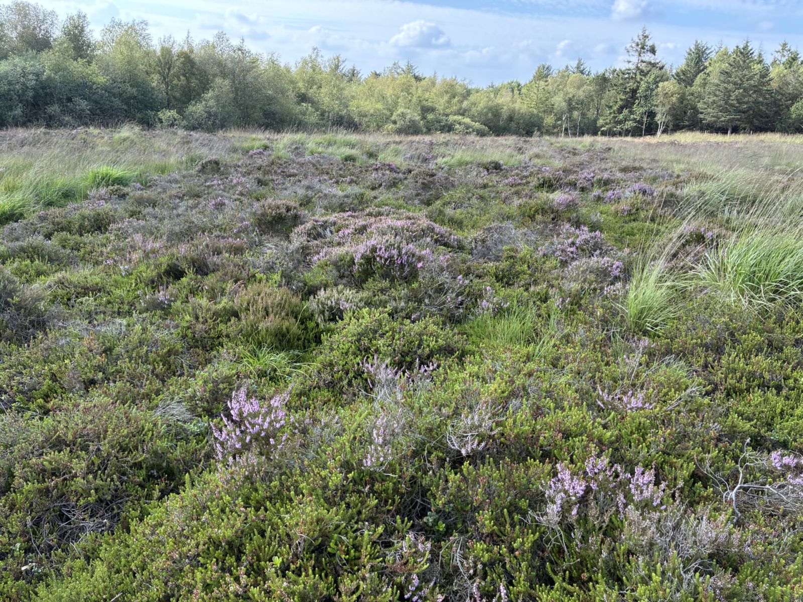 Hesselho Hede, hut in Denmark