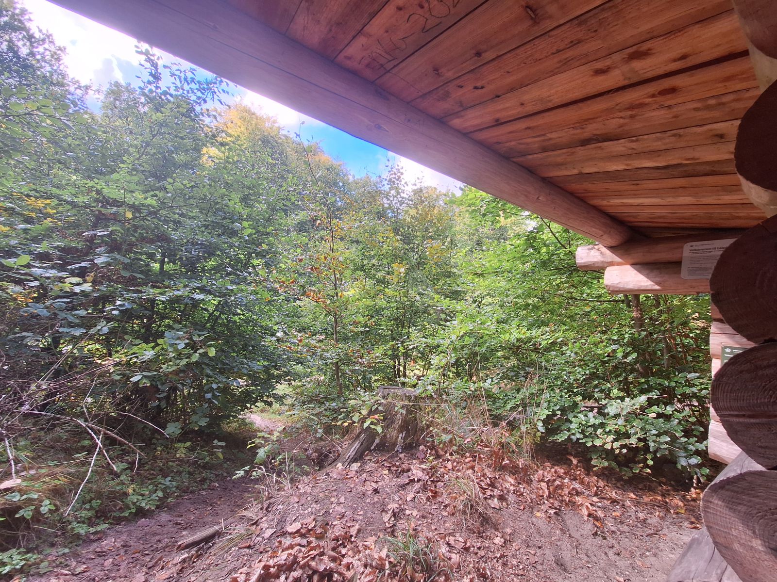 Billedet viser udsigten fra indgangen til et shelter. Her ses en masse unge bøgetræer.