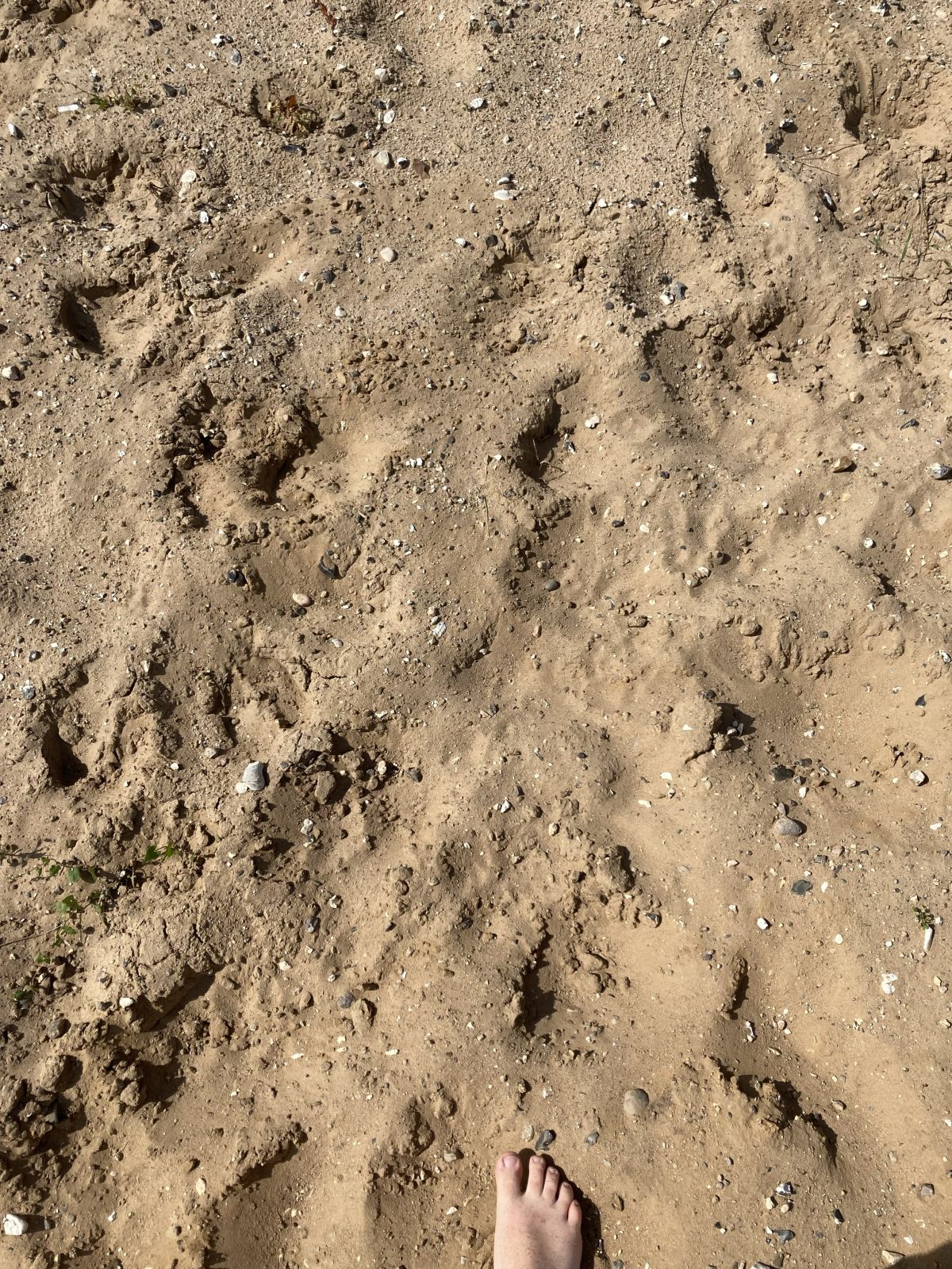 Spidsen af en bar fod nederst i billedet stående på løst sandjord.