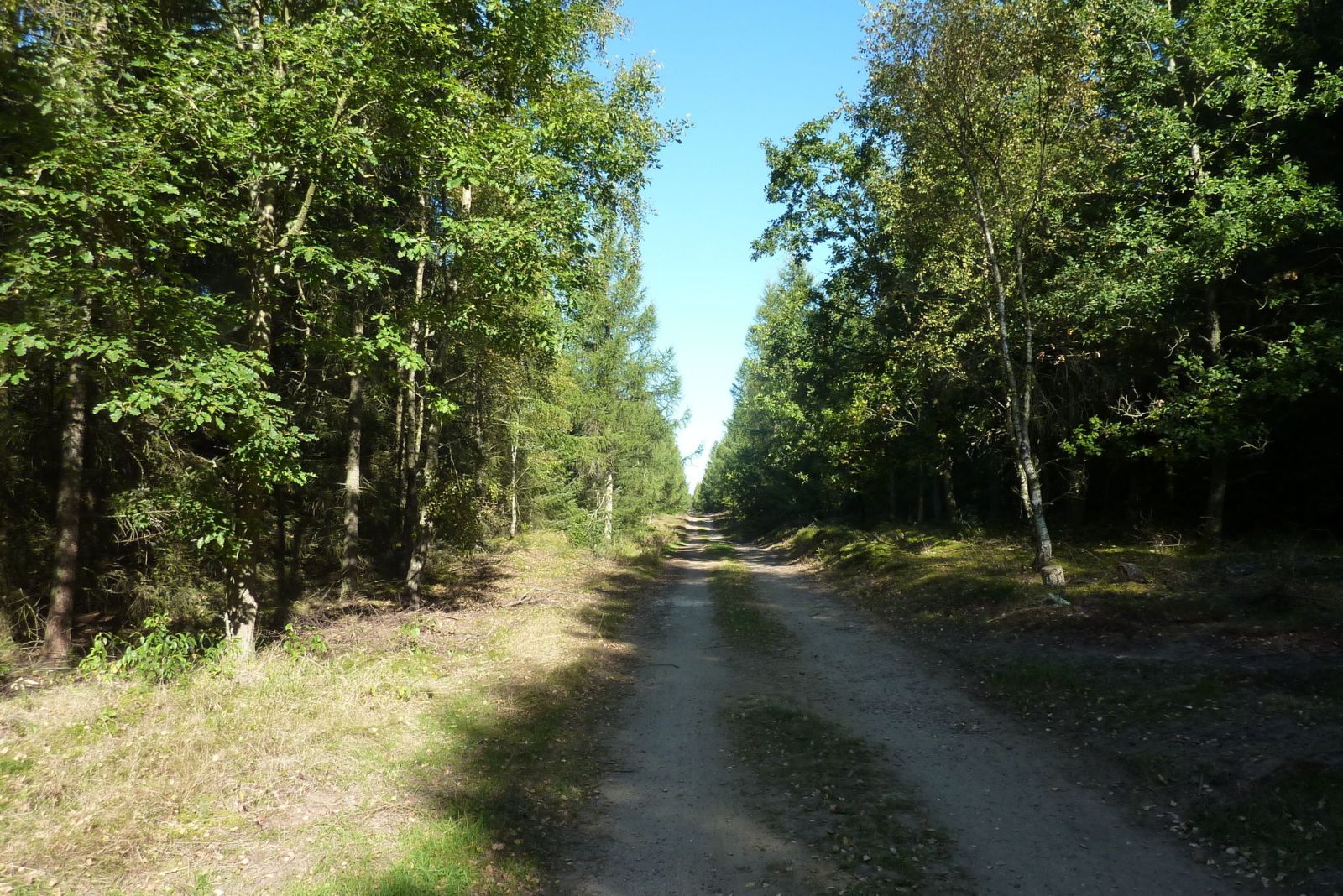 Gudenåstien/Trækstien gennem Gudenåcentralens plantage