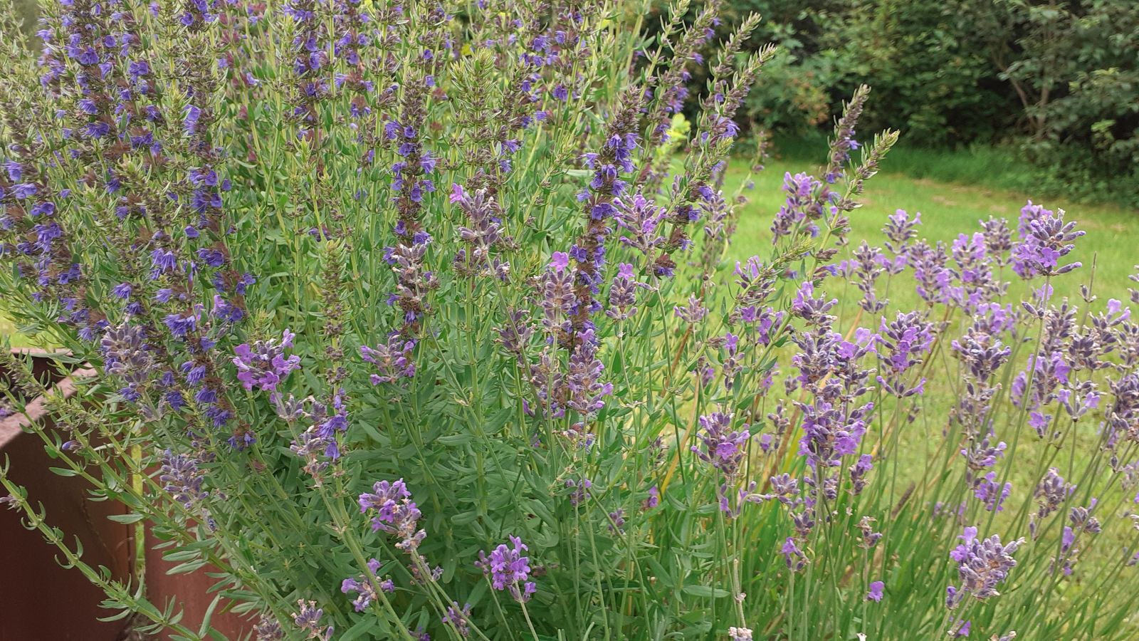 Planter i Landsbyparken må frit benyttes.
