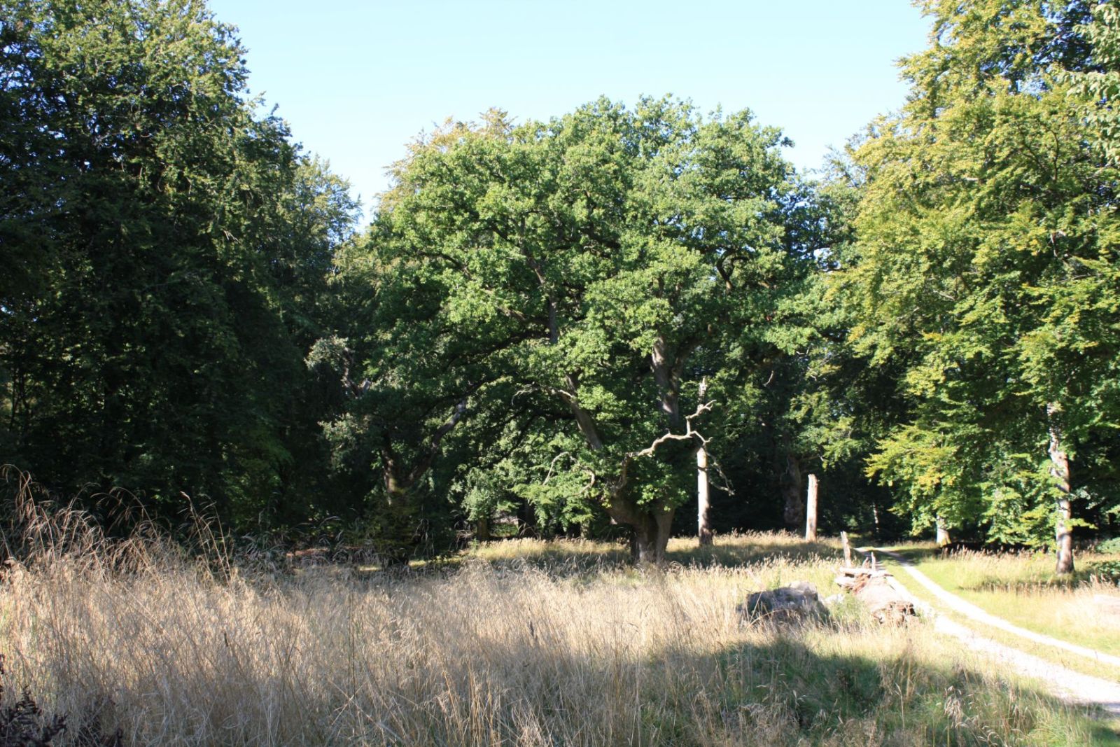 Storkevadsege