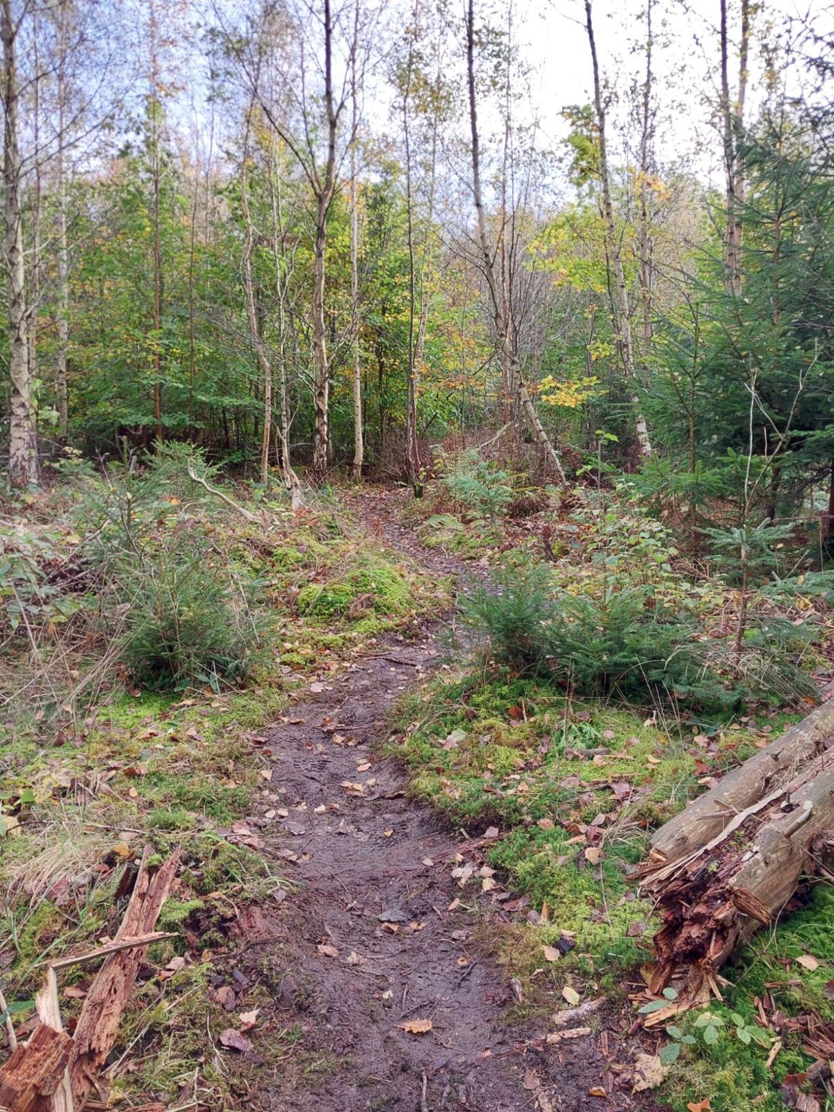 Trampesti i skov mellem birk og buske
