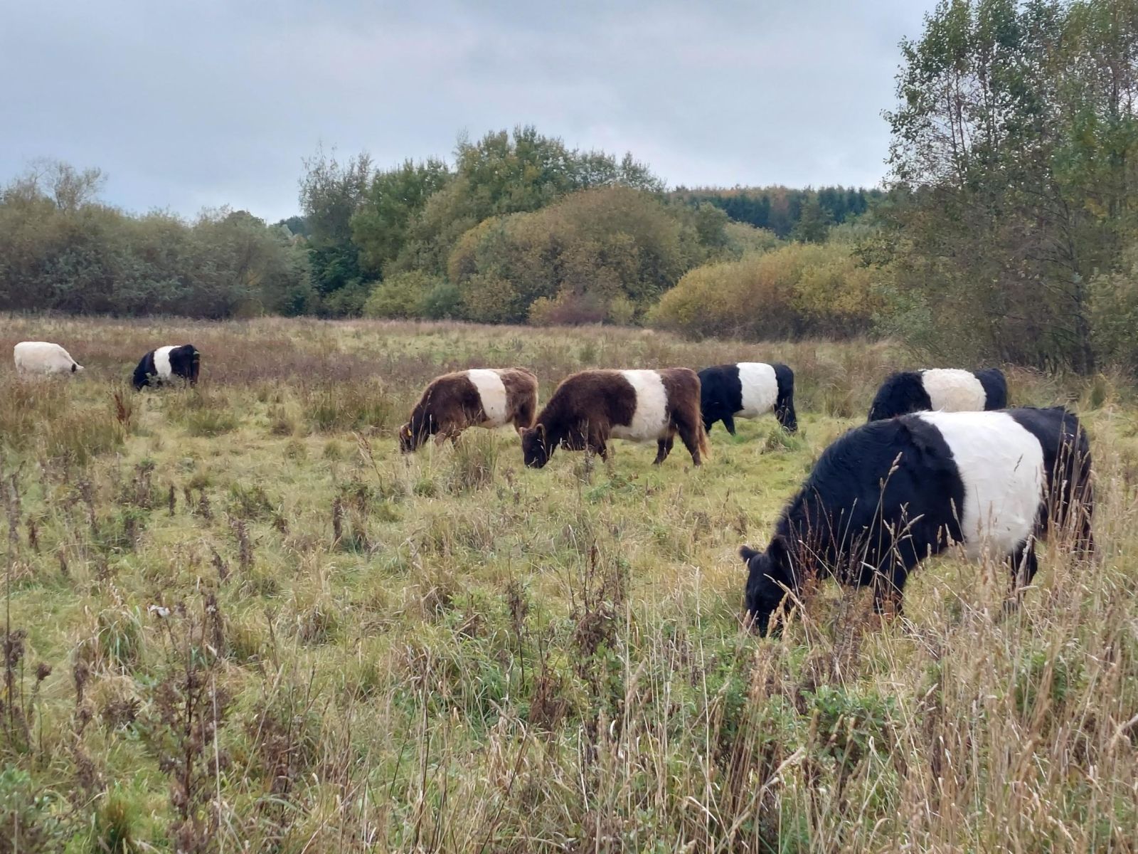 Køer på Skoleengen