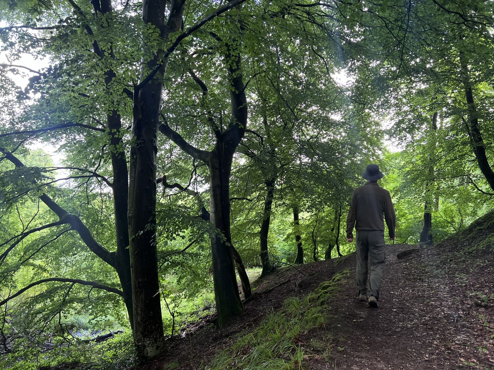 Vandrer gående på skovsti på siden af en bakke med træerne omkring sig