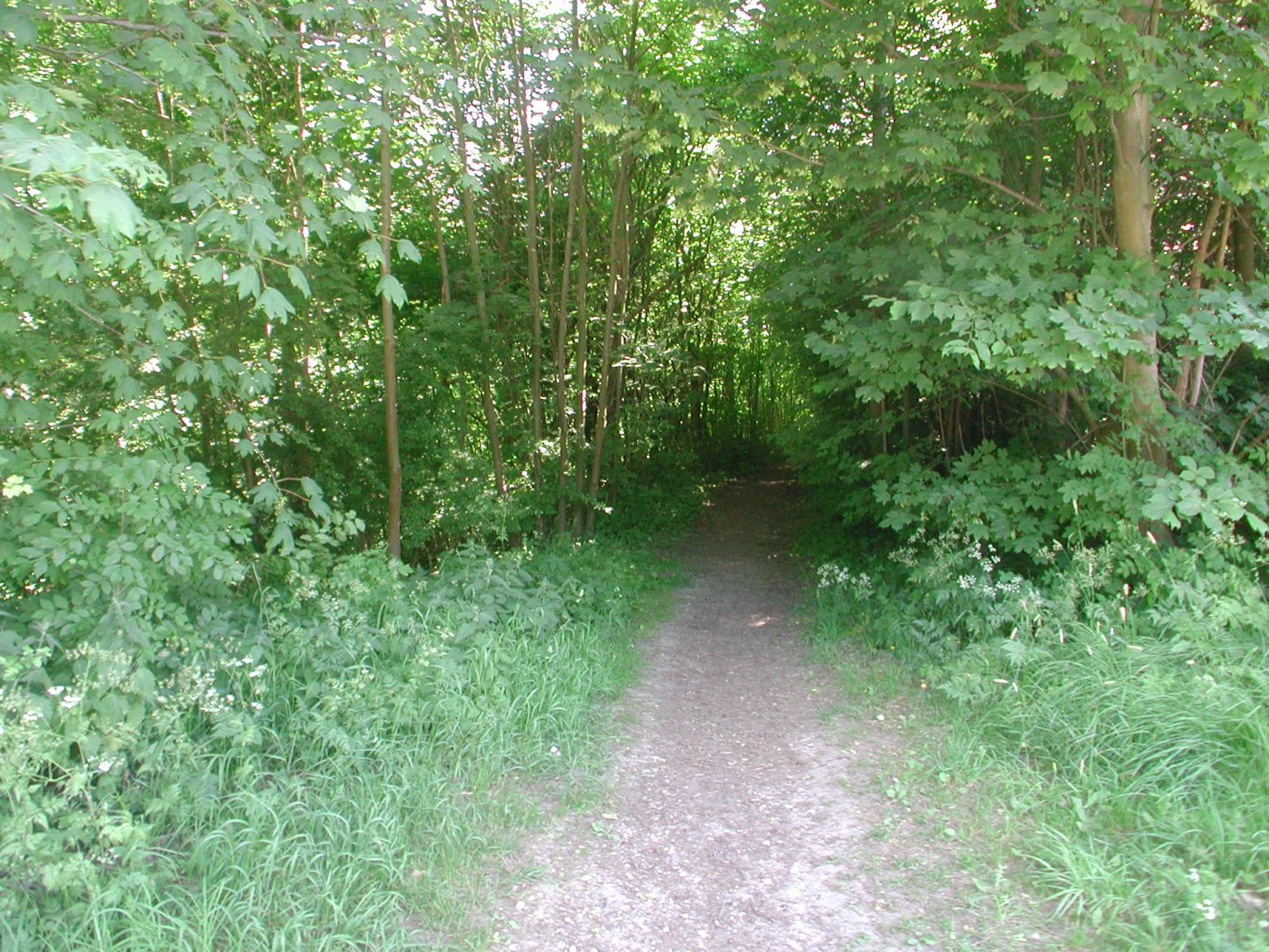 Trampsti oppe på Vestvolden