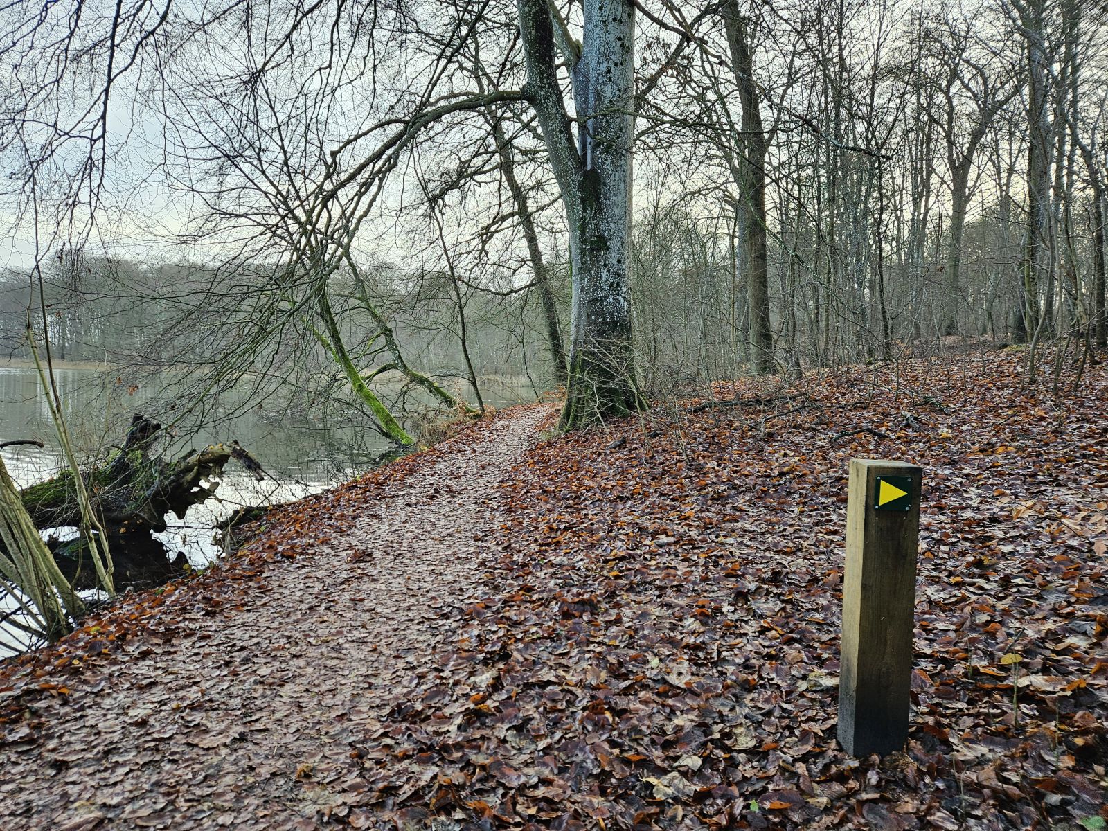 Stien løber nogen steder helt nede ved kanten af Bygholm Sø og stien kan være fugtig