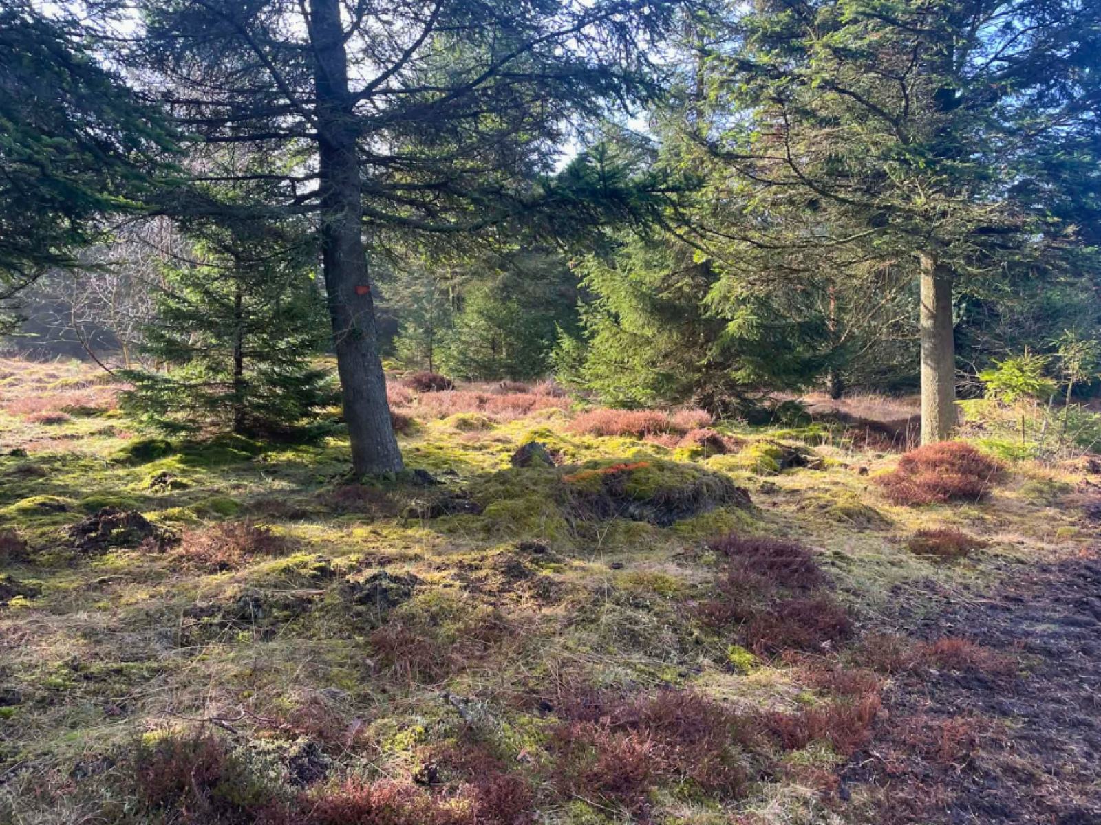 Gul rute i Rønbjerg Plantage
