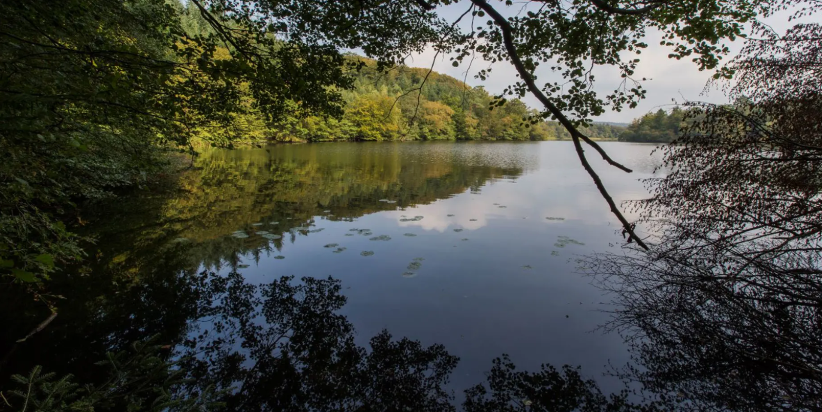 Billede af en sø midt i en smuk skov.